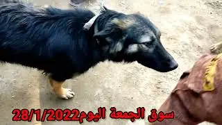 جوله في سوق الجمعة في محافظة بابل