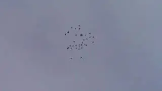 Пермские голуби ч 2.