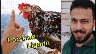PORSELEN LİGORİN YUMURTA TAVUĞU 12 YUMURTASI 100 TL