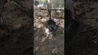 Как бы он не клюнул!