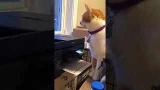 Cat gets scared by a printer
