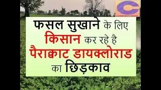 #Moong फसल सुखाने के लिए किसान कर रहे है #पैराक्वाट #डायक्लोराड का छिड़काव | कमोडिटी न्यूज़ |