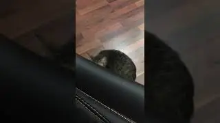 Кошка просит прощения