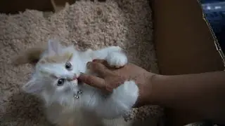 Cute Cat