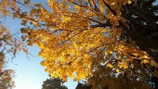 🎹 Piano 🎹 Relaxing Instrumental Music