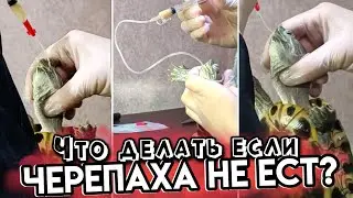 ЧТО ДЕЛАТЬ ЕСЛИ КРАСНОУХАЯ ЧЕРЕПАХА НЕ ЕСТ▷ТЕХНИКА ВЛИВАНИЯ ПИЩИ И ЛЕКАРСТВ