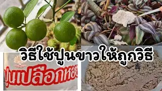 วิธีใช้ปูนขาวให้ได้ผลดีต้องทำอย่างนี้