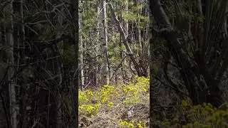 Поздняя весна