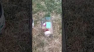 Хомяк уезжает в черной Волге😜🤪🤣✋✊