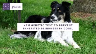 New Genetic Test to Prevent Inherited Blindness in Dogs