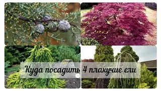 Куда посадить 4 плакучие ели? Новинки хвойных. Начало посадочного сезона.