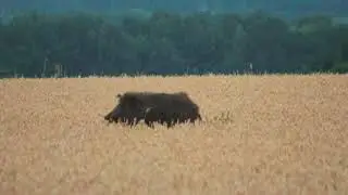 Дикий кабан в поле. Wild pig. Wild boar.