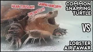BERANTEM SAMPAI TITIK DARAH PENGHABISAN!!! | COMMON SNAPPING TURTLE VS LOBSTER AIR TAWAR!!