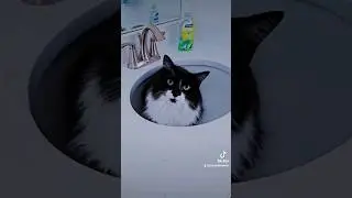 My cat likes to hang out in the sink #cat #cats #catvideos