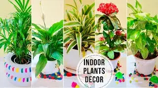Best Indoor Plants In India For Decoration | Easy to Grow Indoor Plants | Full Guide
