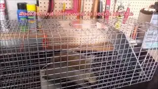 How to dispatch a Squirrel.