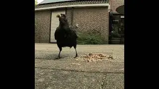 ЧТО ДЕЛАТЬ, ЕСЛИ ОТЕЦ НЕ ДЕЛИТСЯ МЯСОМ? 😊 #crow #ворона #наблюдение