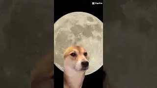 Shiba vibes with the moon 