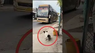 Dog 🐕 Reunites With Owner 👦 After 6 Years 😭❤️ | Emotional Reunion 🔥 