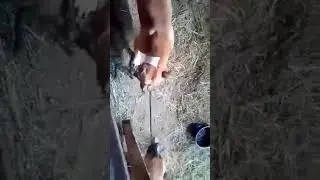 Amstaff strength
