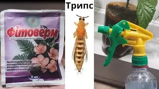 2nd of March. Thrips appeared on the pepper. How to get rid of thrips.