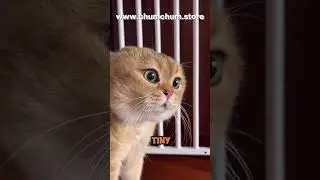 Cat nail clipping 😺