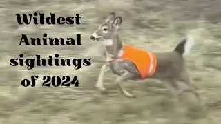 The Wildest Animal Sightings Of 2024