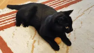 Every Toy Is A Good Toy When Cat Is In A Mood To Play