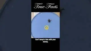 Bees love balls 