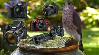 Budget Nikon Wildlife and Birding Cameras for Beginners