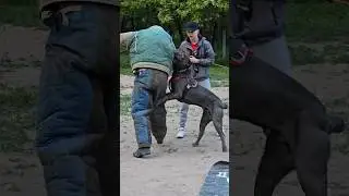 🔥Cool bodyguard Cane Corso. Don't harm my family! 