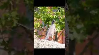 Gambel's quail #quail #quailbirds  #quailfarming #birds #birdslovers -Pets Paradise