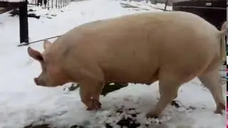 Свинская прогулка.Конь свинье не товарищ!