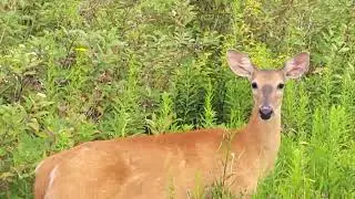 Deer in Tommy Tompson park near downtown Toronto