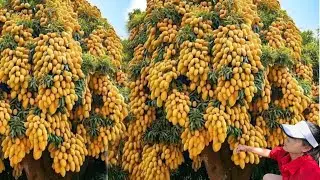 Best Growing Mango tree with Banana and Eggplant​ It helps roots and fruits grow faster