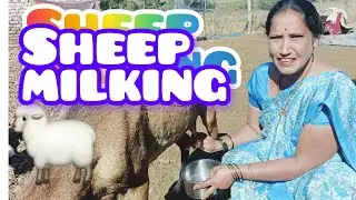#Sheep