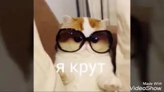 Милые котейки