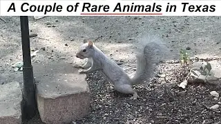 “Don’t Eat Me!!!” …Animals NOT for Thanksgiving Dinner