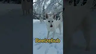 Belial  Behemoth  Beelzebub  Asmodeus  Satanas  Lucifer  German Shepherd