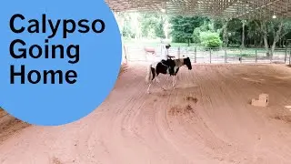 Calypso going home
