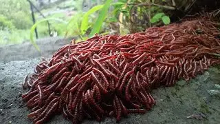 Swarms of Millipedes Paisa