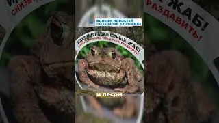 15 тысяч жаб нужно перенести через дорогу 