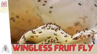 Introduction to WINGLESS FRUIT FLIES: Care Guide & Tips! (Drosophila melanogaster)