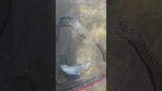 На мушку..