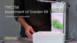 Experiment of growing Cherry Tomato Indoor with Indoor Garden Kit