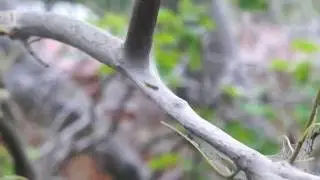 MAH00319