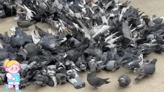 #Sama samang kumakain ang mga Ibon bumaba ang lahat mula sa puno para makisalo sa lahat#check it out