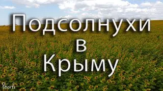 ПОДСОЛНУХИ В КРЫМУ | SUNFLOWERS IN CRIMEA [OC Shorts]