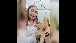 Stapelia Gigantea dicas de cultivo