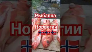 незабываемая Рыбалка в Норвегии с Иванычем